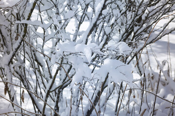 Winter nature details in countryside in East Europe. Snow covered tree branches in sunny day.