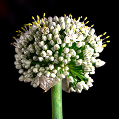 Onion flower with seeds. Onion seeds. Black background