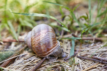 Snail. Snail on the lawn. 