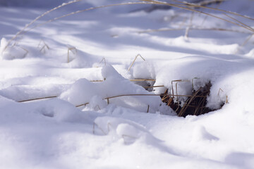 Winter nature details in countryside in East Europe.