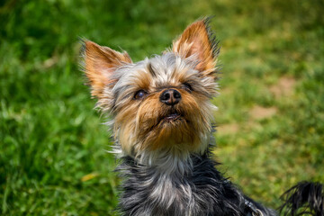 Small cute adorable Yorkshire Terrier Yorkie looking up on green grass. Countryside farming field meadow. Natural light, low angle, isolated profile photo, shallow depth of field