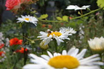 Fototapeta premium white daisies in a garden