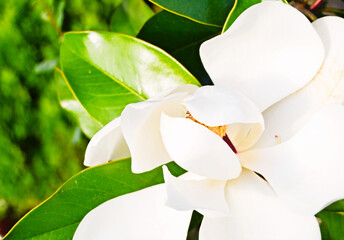 Magnolia blooming in nature