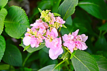 Pink hydrangea flowers