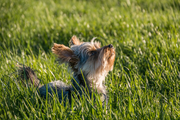 Small cute adorable Yorkshire Terrier Yorkie in tall green grass in nature looking up. Warm summer day in countryside. Natural light, low angle isolated profile shot, shallow depth of field