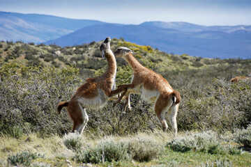 Male guanacos fighting over breeding rights and territory, Torres del Paine National Park, Patagonia, Chile