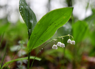 forest lilies of the valley after rain in a forest glade