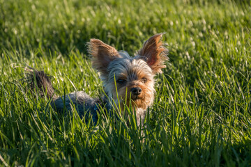 Small cute adorable Yorkshire Terrier Yorkie laying in tall green grass in nature. Warm summer day in countryside. Natural light, low angle isolated shot, shallow depth of field