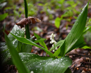 forest lilies of the valley after rain in a forest glade