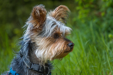 Small cute adorable Yorkshire Terrier Yorkie looking away. Profile isolated head photography. Shallow depth of field, greenery in background, low angle