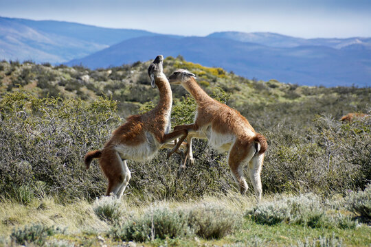 Male Guanacos Fighting Over Breeding Rights And Territory, Torres Del Paine National Park, Patagonia, Chile