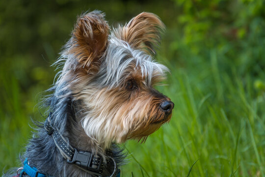 Small Cute Adorable Yorkshire Terrier Yorkie Looking Away. Profile Isolated Head Photography. Shallow Depth Of Field, Greenery In Background, Low Angle