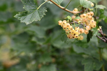 caterpillar on a leaf