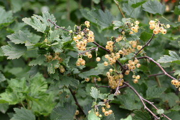 yellow flowers on a branch