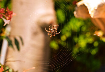 Spider on the web