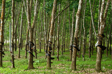 Rubber trees tapped for their milky sap (latex) growing on plantation in Xishuangbanna, Yunnan,...