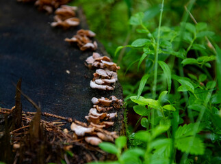 forest plants after rain on a natural background
