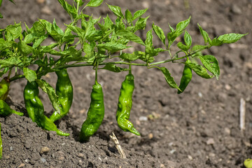 Chili pepper plant with immature green fruits hanging. 