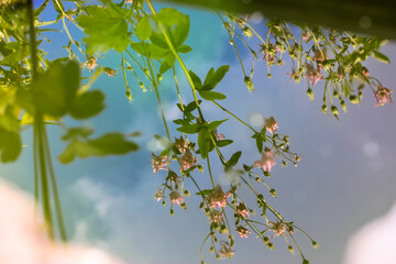 Wildflowers are reflected in water, garden and botanical.