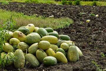 Harvest of oval shaped gourds piled on the farm field
