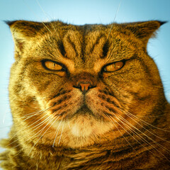 closeup portrait of a serious adult scottish fold cat