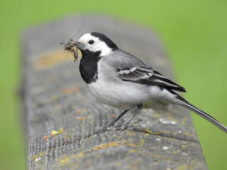 Tierbilder