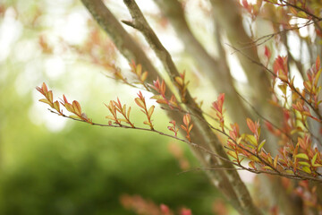 Leaves and branches