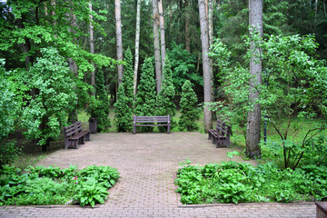 places of comfortable rest in a pine forest