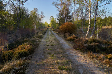 sandy straight path in the moorlands of Wittemoor, district Wesermarsch (Germany) with birch trees and bushes on a scenic evening in early spring