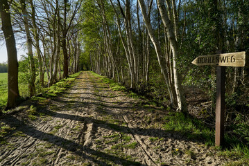 Wooden signpost with the inscription "Bohlenweg" (translation: boardwalk) next to a sandy footpath at the edge of a birch forest in the moorland Wittemoor (Wesermarsch, Germany) on a sunny spring day