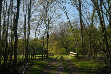 scenic unfixed footpath in the moorland forest of Wittemoor (district Wesermarsch, Germany) leading to a glade on a sunny spring day