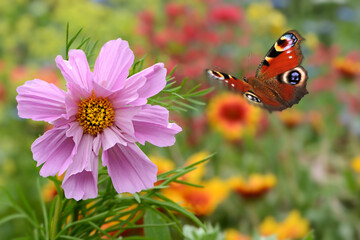 Schmetterling 705 © K.-U. Häßler