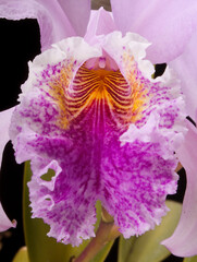 Isolated Close up Exotic purple orchid on black background