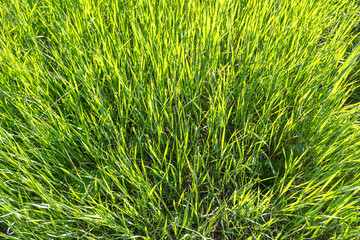 Fototapeta premium Background.Green succulent grass on a sunny day.