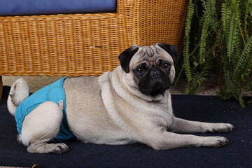 Cute pug dog with hygiene pants