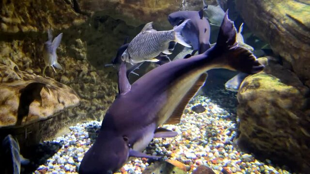 Iridescent shark in aquarium with many other fish. 
