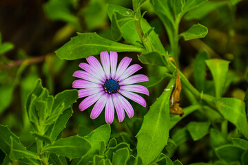Flower with multiple petals of pink color and bluish center, framed by green leaves of the same plant.