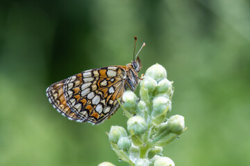 Nymphalidae / Amannisa / Heath Fritillary / Melitaea athalia