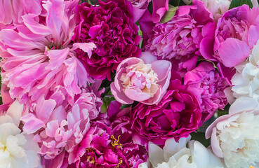 Beautiful floral background with pink, purple and white peonies flowers. Top view, close up