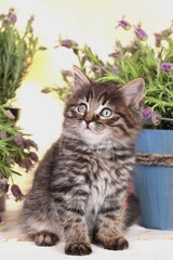 Cute brown tabby domestic kitten