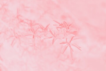 Pink coral blurred abstract background with leaves pattern