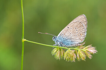 Obraz na płótnie Canvas Lycaenidae / Çokgözlü Güzel Mavi / / Polyommatus bellis
