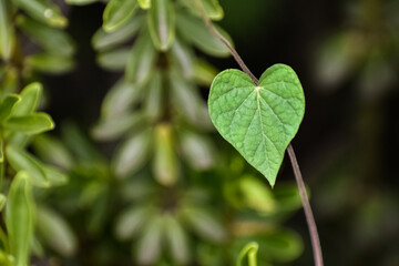 Heart-shaped leaf with defocused forest background.