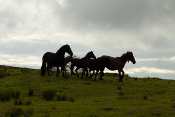 Fototapeta na wymiar Familia de caballos en la pradera