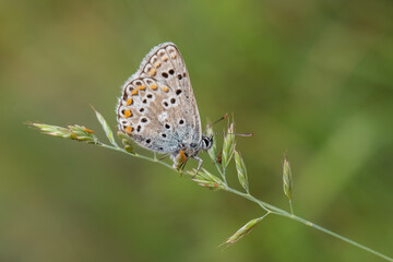 Plakat Lycaenidae / Çokgözlü Balkan Mavisi / / Polyommatus anteros