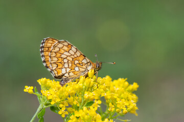 Obraz premium Nymphalidae / Amannisa / Heath Fritillary / Melitaea athalia