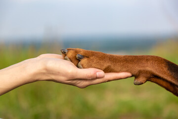 Doberman dobermann dog paw in the palm of a human hand close-up on a blurred field background....