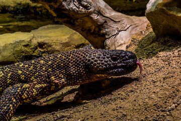 Animals from the central zoo of Berlin, Germany.