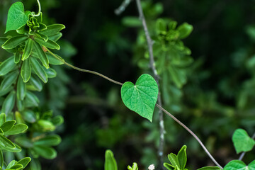 Shrub with heart-shaped green leaves. Defocused garden background, the leaf is held by another bush of different species.