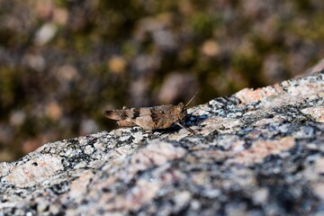 Cute bugs in a natural habitat.